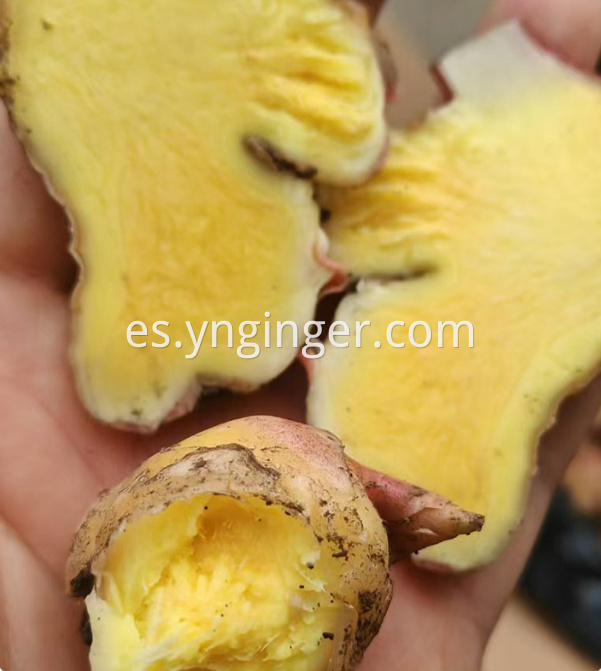 Jengibre fresco 06215 Fresh ginger 06215